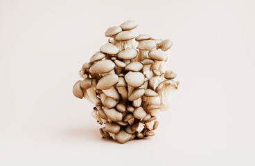 Raw oyster mushrooms on beige background