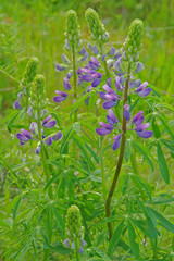 Lupine Spikes in the process of opening their blooms