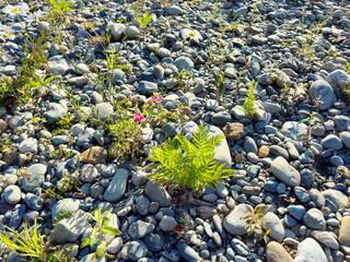 Wild plants on Skagit stone riverbed in Washington state during early summer