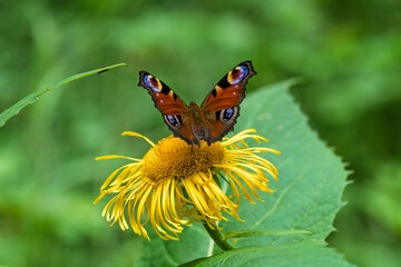 A Colorful Butterfly, Aglais io, Syn.: Inachis io, Nymphalis io, Sitting Gracefully on a Beautiful Flower in the Splendor of Nature