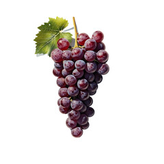 Fototapeta premium wine grape with real transperent shadow [Transparent Background PNG]