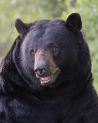 American Black Bear