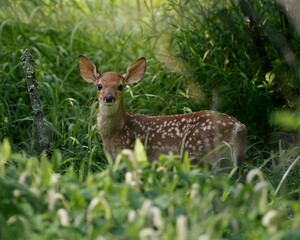 Fawn- White Tailed Deer