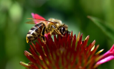 Biene auf einem roten Scheinsonnenhut