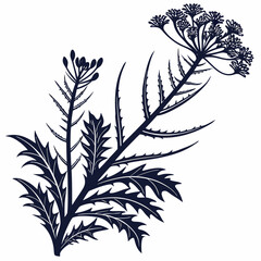 black and white wax plant