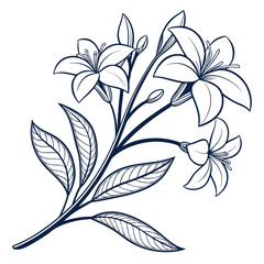 black and white wax plant