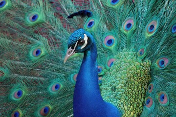 Obraz premium Majestic Peacock Displaying Its Stunning Feathers, Symbolizing Pride and Elegance