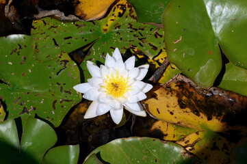 A vibrant white water lily with a bright yellow center, floating peacefully amidst an array of...