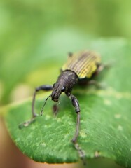 Bug on a leaf