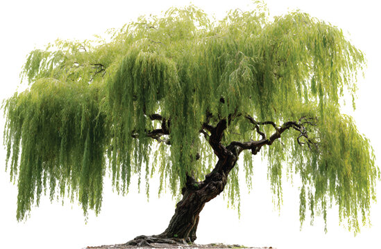 An ultra-realistic photograph of a willow tree isolated on a transparent background
