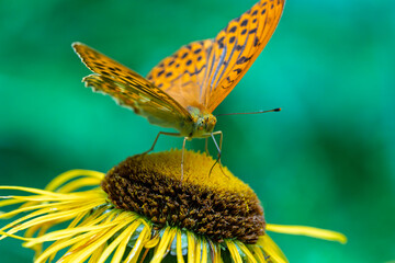 A Beautiful Butterfly, Argynnis paphia, Delicately Perched on a Vibrant Yellow Flower in Full Bloom