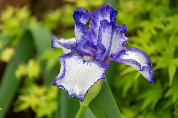 Lilac blue iris flowers, spring blossom of colorful irises in Provence, South of France, nature...