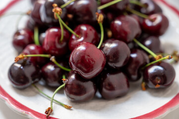 New harvest of fresh ripe dark red cherry berry from Provence, France close up