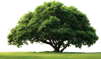 Beautiful green tree on the grassy field on a transparent background