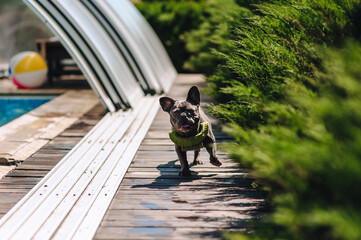 Photo, portrait of a walking puppy of a beautiful young dog of the pug breed, a French bulldog in a...