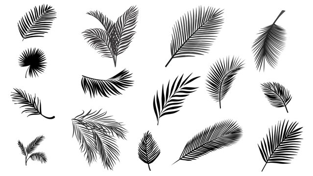 palm leaves silhouettes, diverse collection, black shapes, design elements, artistic embellishments, leaf vector
