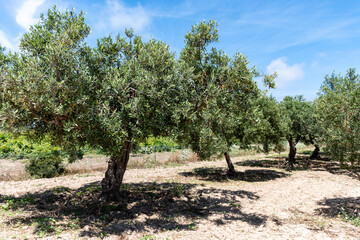 Olive trees in a row on plantation, Sicily, Italy