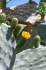 Blossom edible prickly pears Opuntia ficus-indica cactus plants, Sicily, Italy