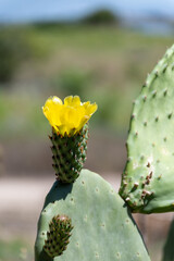 Blossom edible prickly pears Opuntia ficus-indica cactus plants, Sicily, Italy