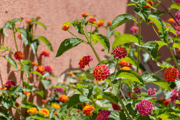 Blossom of Lantana camara, species of flowering plant in verbena family on Monza island on Sicily, near Marsala