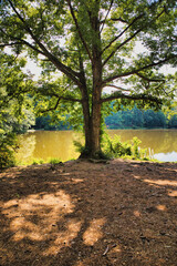 A nice sunny landscape of a backlit leafy tree by a lake in the forest at Lake Wheeler Park in Raleigh NC.