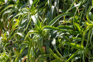 Aloe vera plantation, cultivation of aloe vera, healthy plant used for medicine, cosmetics, skin care
