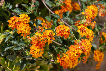 Blossom of Lantana camara, species of flowering plant in verbena family on Monza island on Sicily, near Marsala