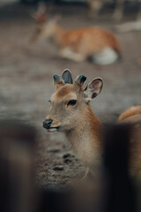 Nara deer