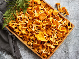 Fresh chanterelle mushrooms set in wooden box container on  table background, top view flat lay