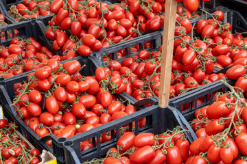 Branches of red italian datterini pomodori tomatoes on food market on Palermo, Sicily, used for...