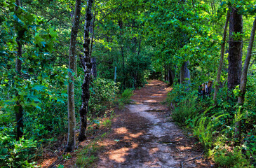 A nice shady footpath in the woods through lush green trees at Lake Wheeler Park in Raleigh, North...