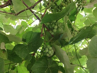Green grapes, bottom view