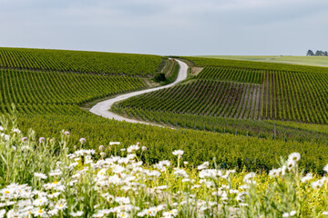 Spring flowers on green premier and grand cru vineyards, rows of pinot noir and meunier grapes in Lal de Livre, Champagne, France in May, rows of grapes background