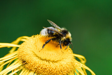 A bee is pollinating a bright and colorful yellow flower in a vibrant garden setting