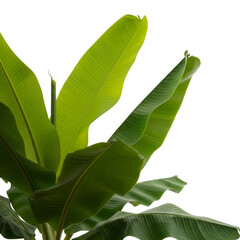 Fresh banana leaves on Isolated transparent background png. generated with AI