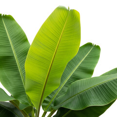 Fresh banana leaves on Isolated transparent background png. generated with AI