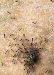 Group of ants carry prey