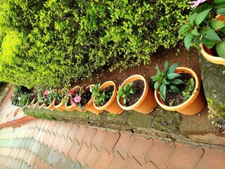 A neatly arranged collection of potted plants placed on stair steps in a lush garden, showcasing...