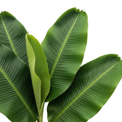 Fresh banana leaves on Isolated transparent background png. generated with AI