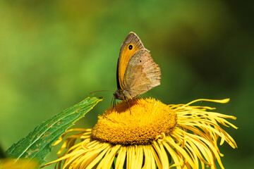 A Beautiful Butterfly, Argynnis paphia, Delicately Perched on a Vibrant Yellow Flower in Full Bloom