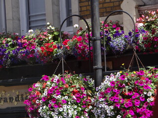 flowers in the street