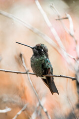 Magnificent Hummingbird photographed in Costa Rica cloud forest