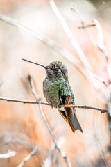 Magnificent Hummingbird photographed in Costa Rica cloud forest