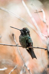Fototapeta premium Magnificent Hummingbird photographed in Costa Rica cloud forest