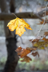 A Falling Autumn Leaf