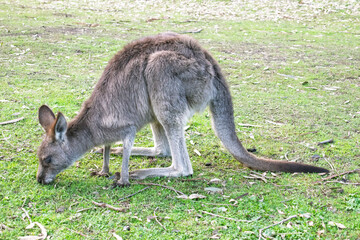 Photograph of a small Kangaroo eating lush grass in the midday sunshine in Capertee Valley in the Wollemi National Park in the Central Tablelands of NSW, Australia.