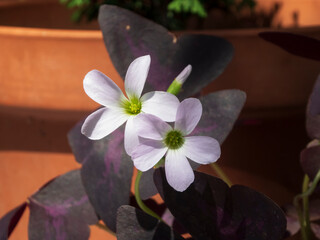 Ephemeral Lavender Oxalis Blooms and Purple Leaves