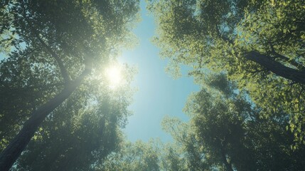 Fototapeta premium Sunlight filtering through a dense forest canopy