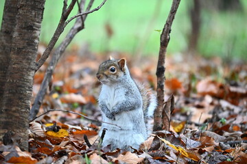 grey squirrel in the autumn forest