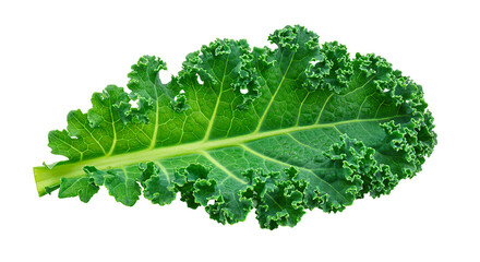 Fresh curly kale leaf isolated close up for healthy eating and nutrition concept vegetarian food diet
